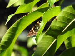 Aguna asander asander