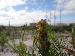 Disa pygmaea