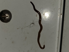 Caenoplana