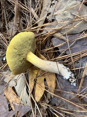 Suillus hirtellus
