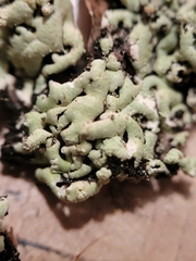 Menegazzia