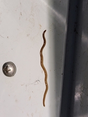 Caenoplana