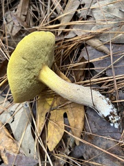 Suillus hirtellus