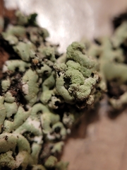 Menegazzia