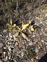 Verbascum thapsus