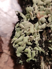 Menegazzia