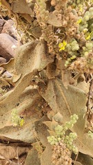Verbascum sinaiticum