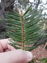Abies bracteata