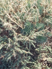 Adenocarpus viscosus image