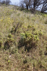 Leucadendron argenteum