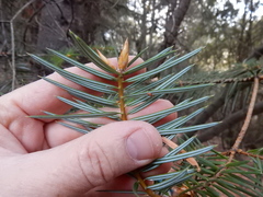 Abies bracteata