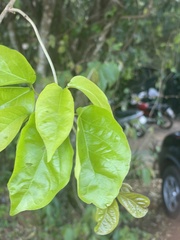 Fridericia