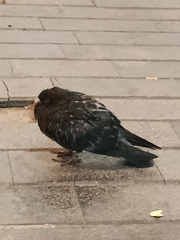 Columba livia domestica