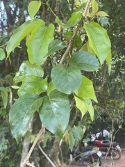 Fridericia