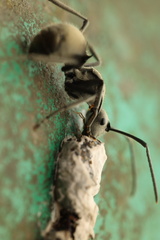 Polyrhachis illaudata