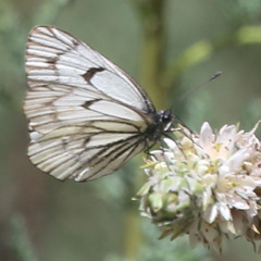 Aporia leucodice