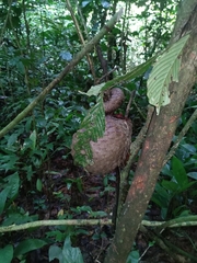 Phataginus tricuspis