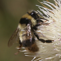 Mendacibombus