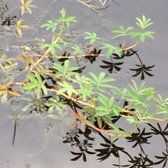 Decodon verticillatus