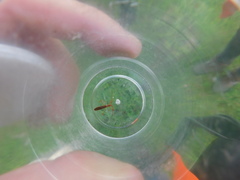 Protenor belfragei