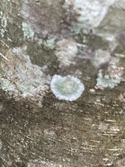 Herpothallon rubrocinctum