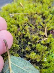 Grimmiaceae