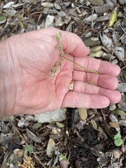 Euphorbia graminea