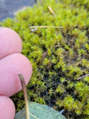Grimmiaceae