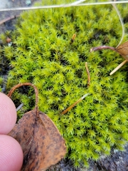 Grimmiaceae