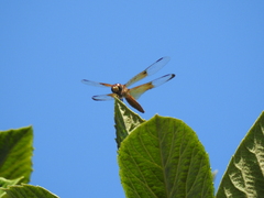 Perithemis