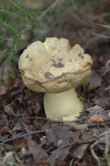 Gyroporus cyanescens