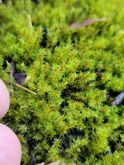 Grimmiaceae