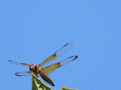 Perithemis