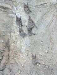 Rhynchonycteris naso