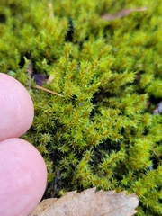 Grimmiaceae