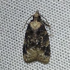 Platynota exasperatana