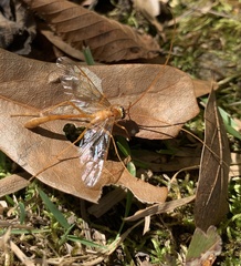 Enicospilus americanus-complex