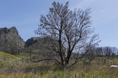Leucadendron argenteum