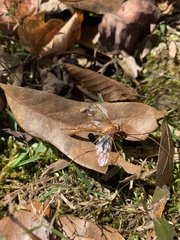 Enicospilus americanus-complex