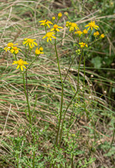 Senecio consanguineus
