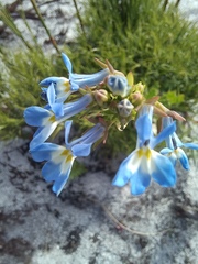 Lobelia comosa