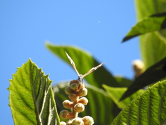 Libytheana carinenta mexicana