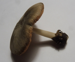 Volvariella murinella