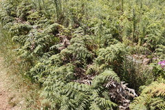 Pteridium aquilinum capense