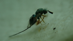 Torymidae