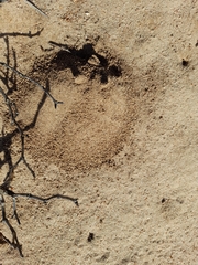 Hodotermes mossambicus