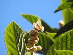 Libytheana carinenta mexicana
