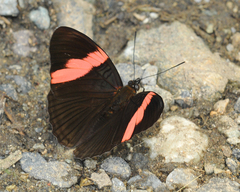 Adelpha lycorias