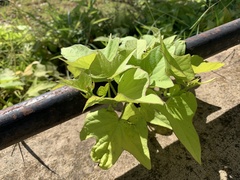 Ipomoea batatas