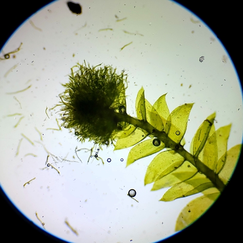Pseudotaxiphyllum distichaceum
